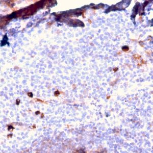 Formalin-fixed, paraffin-embedded human Tonsil stained with IgM Rabbit Recombinant Monoclonal Antibody (IGHM/2557R).
