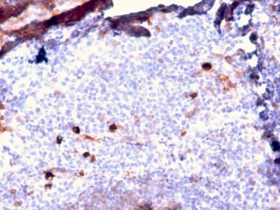 Formalin-fixed, paraffin-embedded human Tonsil stained with IgM Rabbit Recombinant Monoclonal Antibody (IGHM/2557R).