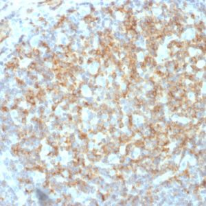 Formalin-fixed, paraffin-embedded human Tonsil stained with CD61 Mouse Monoclonal Antibody (ITGB3/2145).