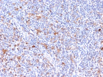 Formalin-fixed, paraffin-embedded human Tonsil stained with RCAS1 Mouse Monoclonal Antibody (CPTC-EBAG9-2).