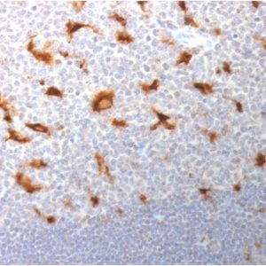 Formalin-fixed, paraffin-embedded human Tonsil stained with CD68 Mouse Monoclonal Antibody (LAMP4/1830).