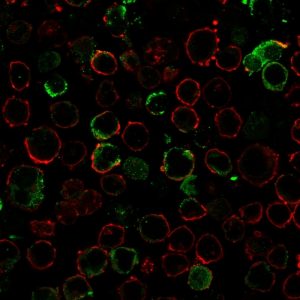 Immunofluorescence staining of K562 cells using LMO2 Recombinant Rabbit Monoclonal Antibody (LMO2/3147R) followed by goat anti-rabbit IgG conjugated to CF®488A (green). Membrane stained with Phalloidin (Red).