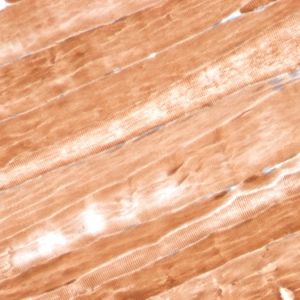 Formalin-fixed, paraffin-embedded Rat Skeletal Muscle stained with Myoglobin Mouse Monoclonal Antibody (MB/2105).
