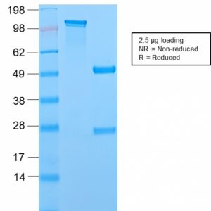SDS-PAGE Analysis Purified MCM7 Recombinant Rabbit Monoclonal Antibody (MCM7/2756R). Confirmation of Purity and Integrity of Antibody.