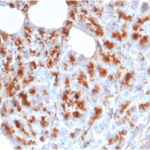 Formalin-fixed, paraffin-embedded human Pancreas stained with MDM2 Mouse Monoclonal Antibody (MDM2/2414).