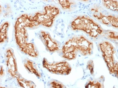 Formalin-fixed, paraffin-embedded human Kidney stained with CD10 Mouse Monoclonal Antibody (MME/1870).