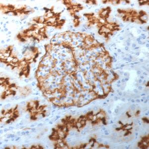 Formalin-fixed, paraffin-embedded human Kidney stained with CD10 Mouse Monoclonal Antibody (MME/1892).