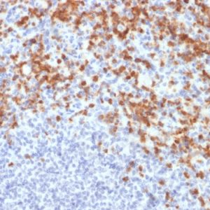 Formalin-fixed, paraffin-embedded human spleen stained with MMP9 Mouse Recombinant Monoclonal Antibody (MMP9/2477).