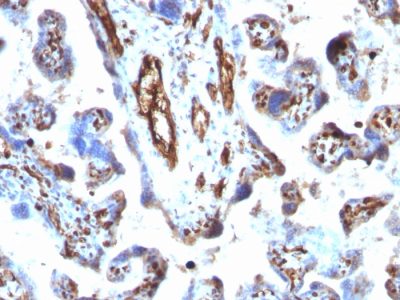 Formalin-fixed, paraffin-embedded human Placenta stained with Moesin Mouse Monoclonal Antibody (MSN/491).