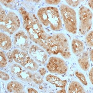 Formalin-fixed, paraffin-embedded human Kidney stained with MTAP Mouse Monoclonal Antibody (MTAP/1813).