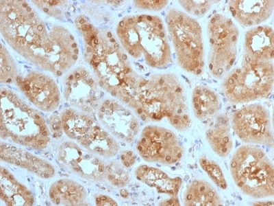 Formalin-fixed, paraffin-embedded human Kidney stained with MTAP Mouse Monoclonal Antibody (MTAP/1813).