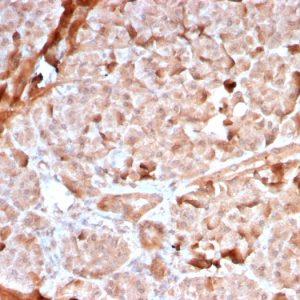 Formalin-fixed, paraffin-embedded human Pancreas stained with Mitochondria Rabbit Recombinant Monoclonal Antibody (MTC02/2860R).