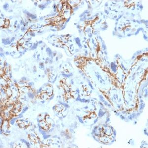 Formalin-fixed, paraffin-embedded human Placenta stained with GSTM1 Mouse Monoclonal Antibody (GSTMu1-3).