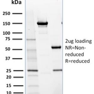 SDS-PAGE Analysis Purified NRF1 Mouse Monoclonal Antibody (NRF1/2609). Confirmation of Purity and Integrity of Antibody.