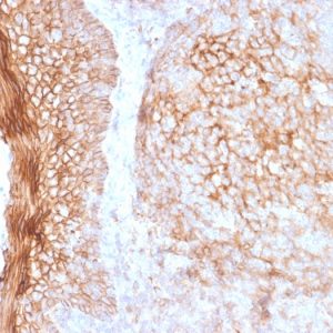 Formalin-fixed, paraffin-embedded human Tonsil stained with CD73 Mouse Monoclonal Antibody (NT5E/2505).