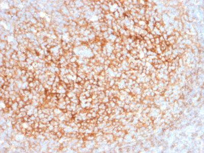 Formalin-fixed, paraffin-embedded human Tonsil stained with CD73 Mouse Monoclonal Antibody (NT5E/2545).