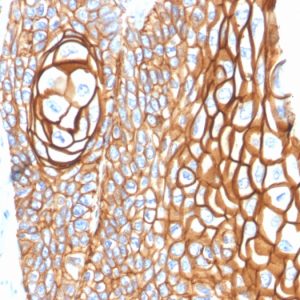 Formalin-fixed, paraffin-embedded human Skin stained with CD9 Mouse Monoclonal Antibody (P1/33/2).