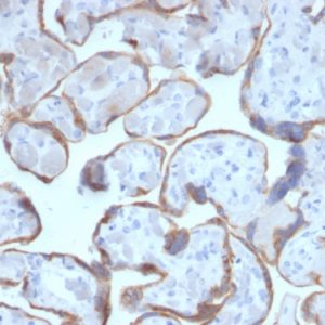 Formalin-fixed, paraffin-embedded human Placenta stained with PAPP-A Mouse Monoclonal Antibody (PAPPA/2716).