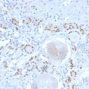 Formalin-fixed, paraffin-embedded human Kidney stained with PAX8 Recombinant Rabbit Monoclonal Antibody (PAX8/2774R).