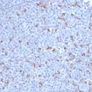 Formalin-fixed, paraffin-embedded human Tonsil stained with PD1 (CD279) Mouse Monoclonal Antibody (PDCD1/2720).