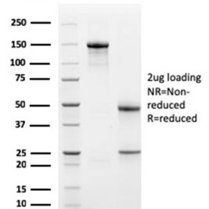 SDS-PAGE Analysis Purified TCF4 Mouse Monoclonal Antibody (PDL1/2741). Confirmation of Purity and Integrity of Antibody.