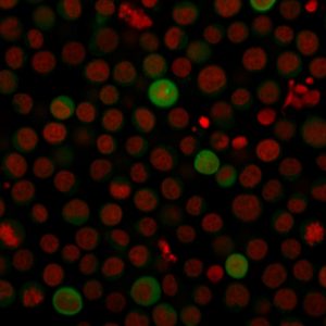 Immunofluorescence Analysis of human Jurkat cells labeling PD-L1 with PD-L1 Mouse Monoclonal Antibody (PDL1/2743) followed by CF®488A goat anti-mouse IgG (Green). The nuclear counterstain is RedDot™2 (Red)