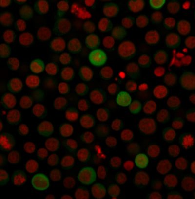 Immunofluorescence Analysis of human Jurkat cells labeling PD-L1 with PD-L1 Mouse Monoclonal Antibody (PDL1/2743) followed by CF®488A goat anti-mouse IgG (Green). The nuclear counterstain is RedDot™2 (Red)