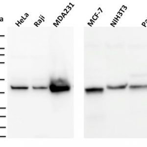 Western Blot Analysis of HeLa, Raji, MDA231, MCF-7, NIH3T3, Panc-1, cell lysates using PD-L2 Mouse Monoclonal Antibody (PDL1/2744).