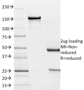 SDS-PAGE Analysis Purified PD-L2 Mouse Monoclonal Antibody (Z64P2D3*H4). Confirmation of Purity and Integrity of Antibody.