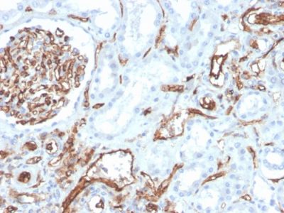 Formalin-fixed, paraffin-embedded human kidney stained with CD31 Mouse Monoclonal Antibody (PECAM1/3528).