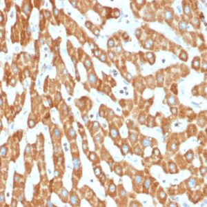 Formalin-fixed, paraffin-embedded human Liver stained with Prohibitin Mouse Monoclonal Antibody (PHB/1882).