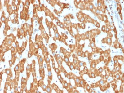 Formalin-fixed, paraffin-embedded human Liver stained with Prohibitin Mouse Monoclonal Antibody (PHB/1882).