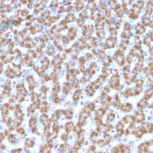 Formalin-fixed, paraffin-embedded human Liver stained with Prohibitin Mouse Monoclonal Antibody (PHB/3193).