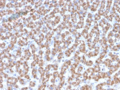 Formalin-fixed, paraffin-embedded human Liver stained with Prohibitin Mouse Monoclonal Antibody (PHB/3193).