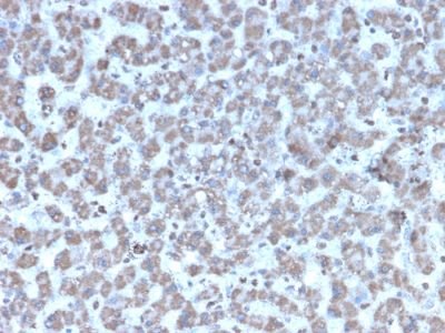 Formalin-fixed, paraffin-embedded human Liver stained with Prohibitin Mouse Monoclonal Antibody (PHB/3194).