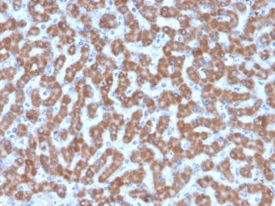 Formalin-fixed, paraffin-embedded human Liver stained with Prohibitin Mouse Monoclonal Antibody (PHB/3227).