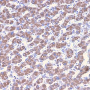 Formalin-fixed, paraffin-embedded human Liver stained with Prohibitin Mouse Monoclonal Antibody (PHB/3228).