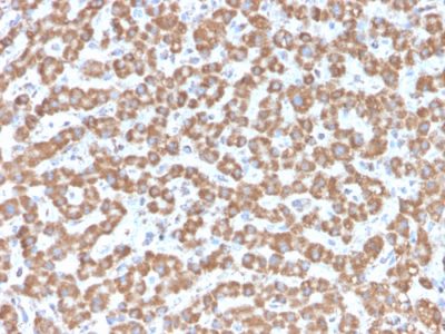 Formalin-fixed, paraffin-embedded human Liver stained with Prohibitin Mouse Monoclonal Antibody (PHB/3229).