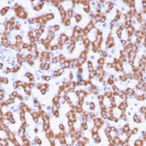 Formalin-fixed, paraffin-embedded human Liver stained with Prohibitin Mouse Monoclonal Antibody (PHB/3230).