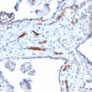 Formalin-fixed, paraffin-embedded human Placenta stained with Podocalyxin Mouse Monoclonal Antibody (PODXL/2184).