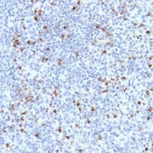 Formalin-fixed, paraffin-embedded human Spleen stained with Perforin-1 Monospecific Mouse Monoclonal Antibody (PRF1/2470).
