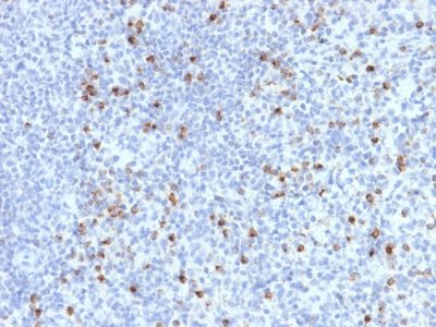 Formalin-fixed, paraffin-embedded human Spleen stained with Perforin-1 Monospecific Mouse Monoclonal Antibody (PRF1/2470).