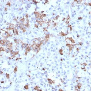 Formalin-fixed, paraffin-embedded human Pituitary stained with Prolactin Mouse Monoclonal Antibody (PRL/2642).