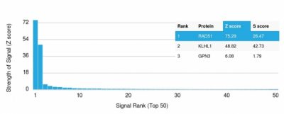 Analysis of Protein Array containing more than 19,000 full-length human proteins using RAD51 Mouse Monoclonal Antibody (RAD51/2701) Z- and S- Score: The Z-score represents the strength of a signal that a monoclonal antibody (MAb) (in combination with a fluorescently-tagged anti-IgG secondary antibody) produces when binding to a particular protein on the HuProtTM array. Z-scores are described in units of standard deviations (SD's) above the mean value of all signals generated on that array. If targets on HuProtTM are arranged in descending order of the Z-score, the S-score is the difference (also in units of SD's) between the Z-score. S-score therefore represents the relative target specificity of a MAb to its intended target. A MAb is considered to specific to its intended target, if the MAb has an S-score of at least 2.5. For example, if a MAb binds to protein X with a Z-score of 43 and to protein Y with a Z-score of 14, then the S-score for the binding of that MAb to protein X is equal to 29.