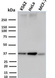 Western Blot Analysis of K562, HeLa and MCF-7 cell lysates using RAD51 Mouse Monoclonal Antibody (RAD51/2753).