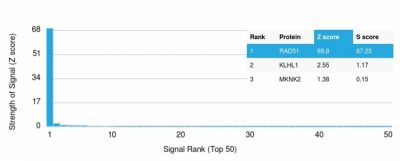 Analysis of Protein Array containing more than 19,000 full-length human proteins using RAD51 Mouse Monoclonal Antibody (RAD51/2765) Z- and S- Score: The Z-score represents the strength of a signal that a monoclonal antibody (Monoclonal Antibody) (in combination with a fluorescently-tagged anti-IgG secondary antibody) produces when binding to a particular protein on the HuProtTM array. Z-scores are described in units of standard deviations (SD's) above the mean value of all signals generated on that array. If targets on HuProtTM are arranged in descending order of the Z-score, the S-score is the difference (also in units of SD's) between the Z-score. S-score therefore represents the relative target specificity of a Monoclonal Antibody to its intended target. A Monoclonal Antibody is considered to specific to its intended target, if the Monoclonal Antibody has an S-score of at least 2.5. For example, if a Monoclonal Antibody binds to protein X with a Z-score of 43 and to protein Y with a Z-score of 14, then the S-score for the binding of that Monoclonal Antibody to protein X is equal to 29.