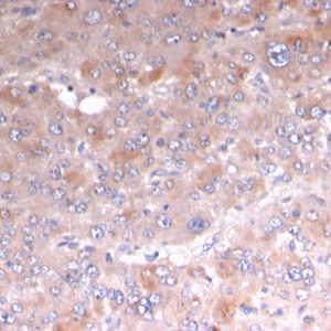 Formalin-fixed, paraffin-embedded human Adrenal stained with Adipophilin Recombinant Mouse Monoclonal Antibody (rADFP/1493).