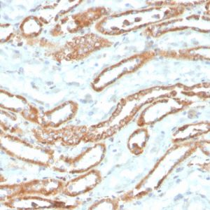 Formalin-fixed, paraffin-embedded human kidney stained with Aurora B Recombinant Mouse Monoclonal Antibody (rAURKB/1592).