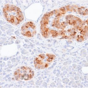 Formalin-fixed, paraffin-embedded human Pancreas stained with Chromogranin A Mouse Recombinant Monoclonal Ab (rCHGA/413).