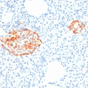 Formalin-fixed, paraffin-embedded human Pancreas stained with Chromogranin A Mouse Recombinant Monoclonal Antibody (rCHGA/798).